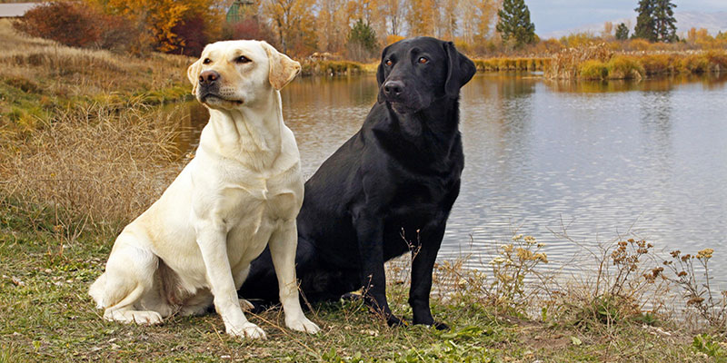 deux chiens labrador