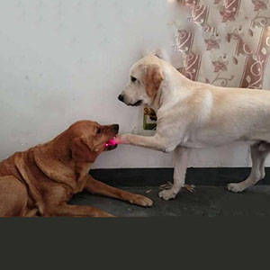 deux chiens labrador