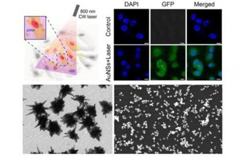 nouveau système d'administration intracellulaire